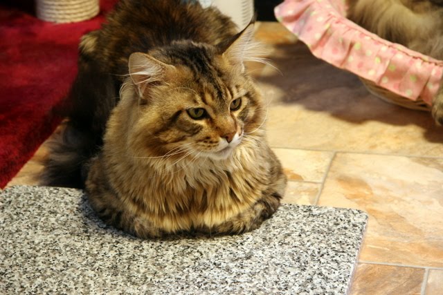Cavallino 猫 ねこ ネコ 香箱を組むのが苦手な猫 その名はメインクーン