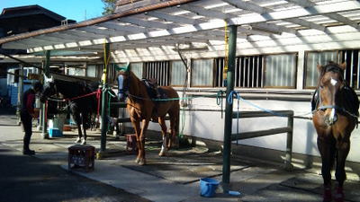 鉄の跳ね馬に乗って乗馬の練習に行って来ました。